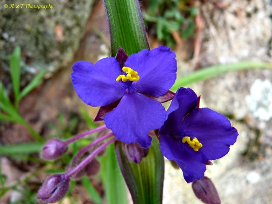{Tradescantia virginiana}